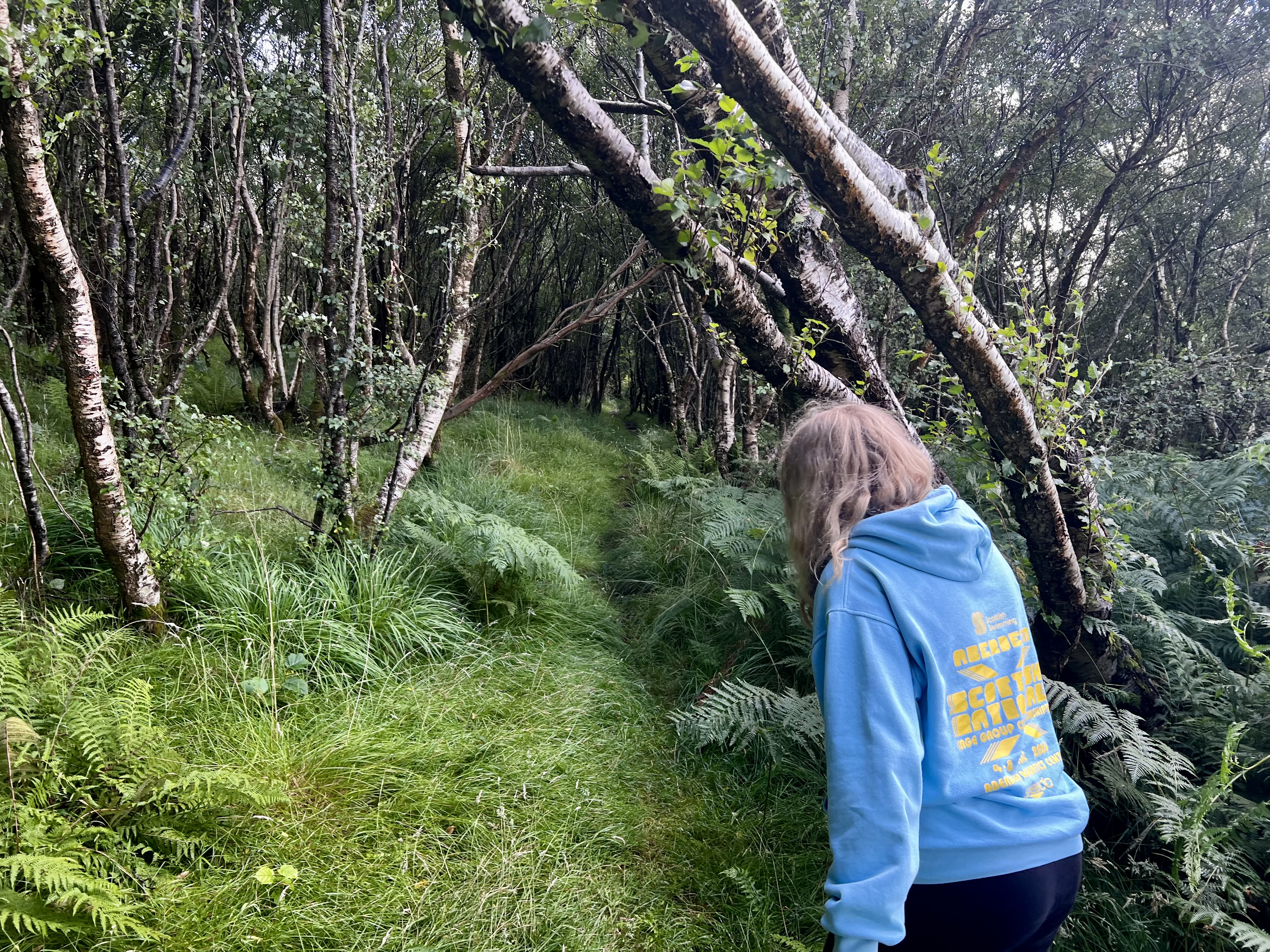 Through the forest