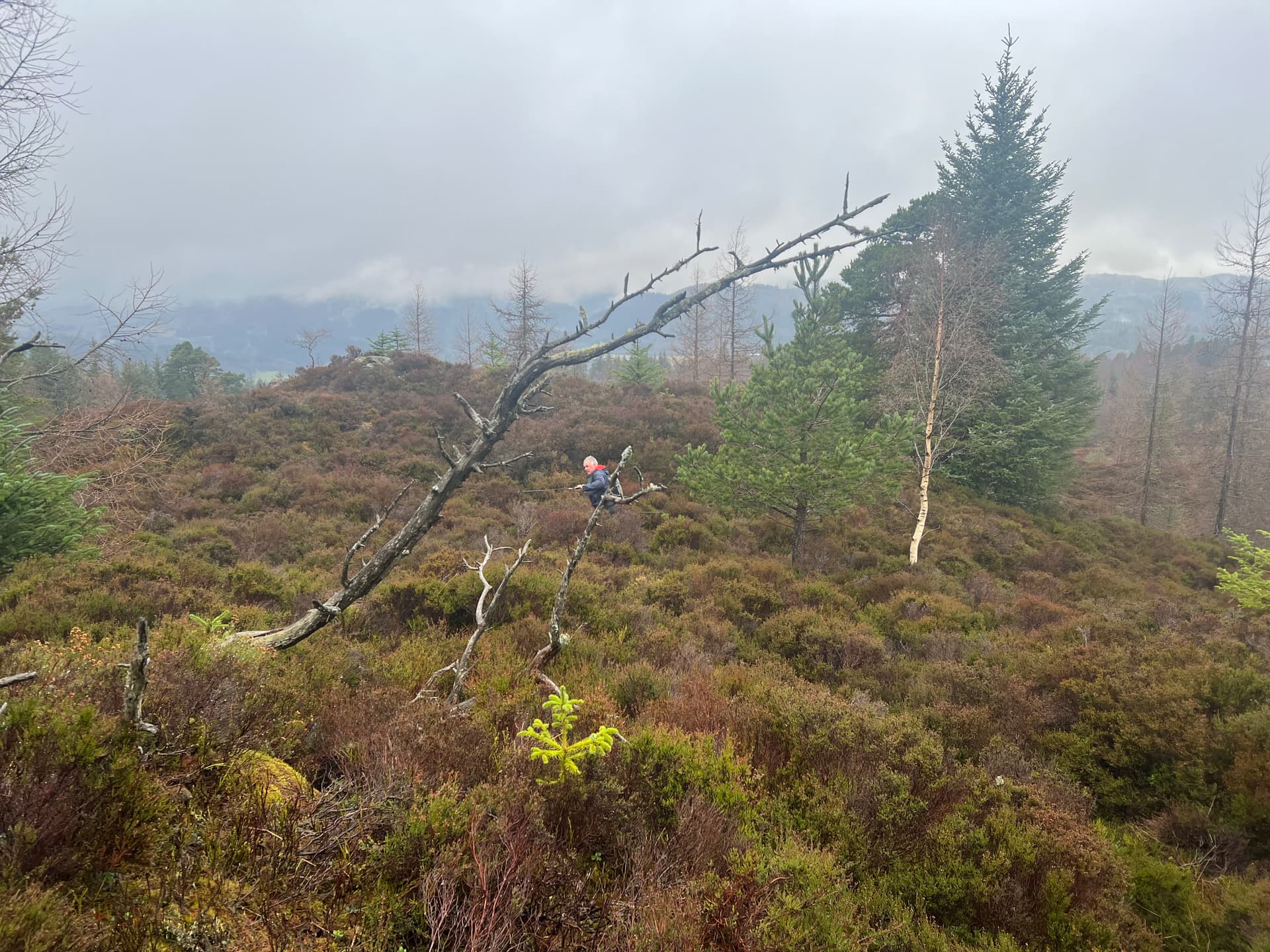 Wading through the heather