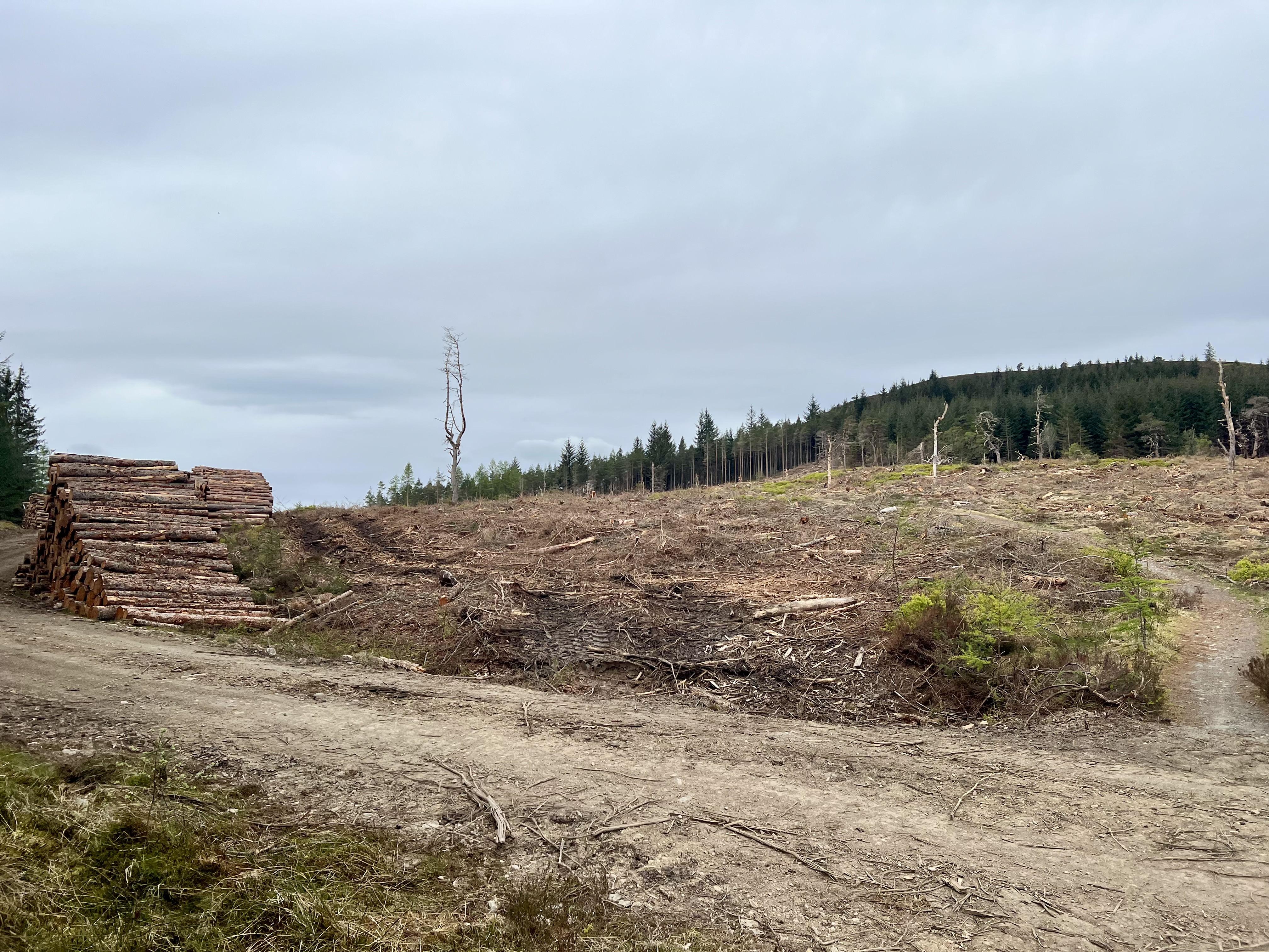 Cleared areas