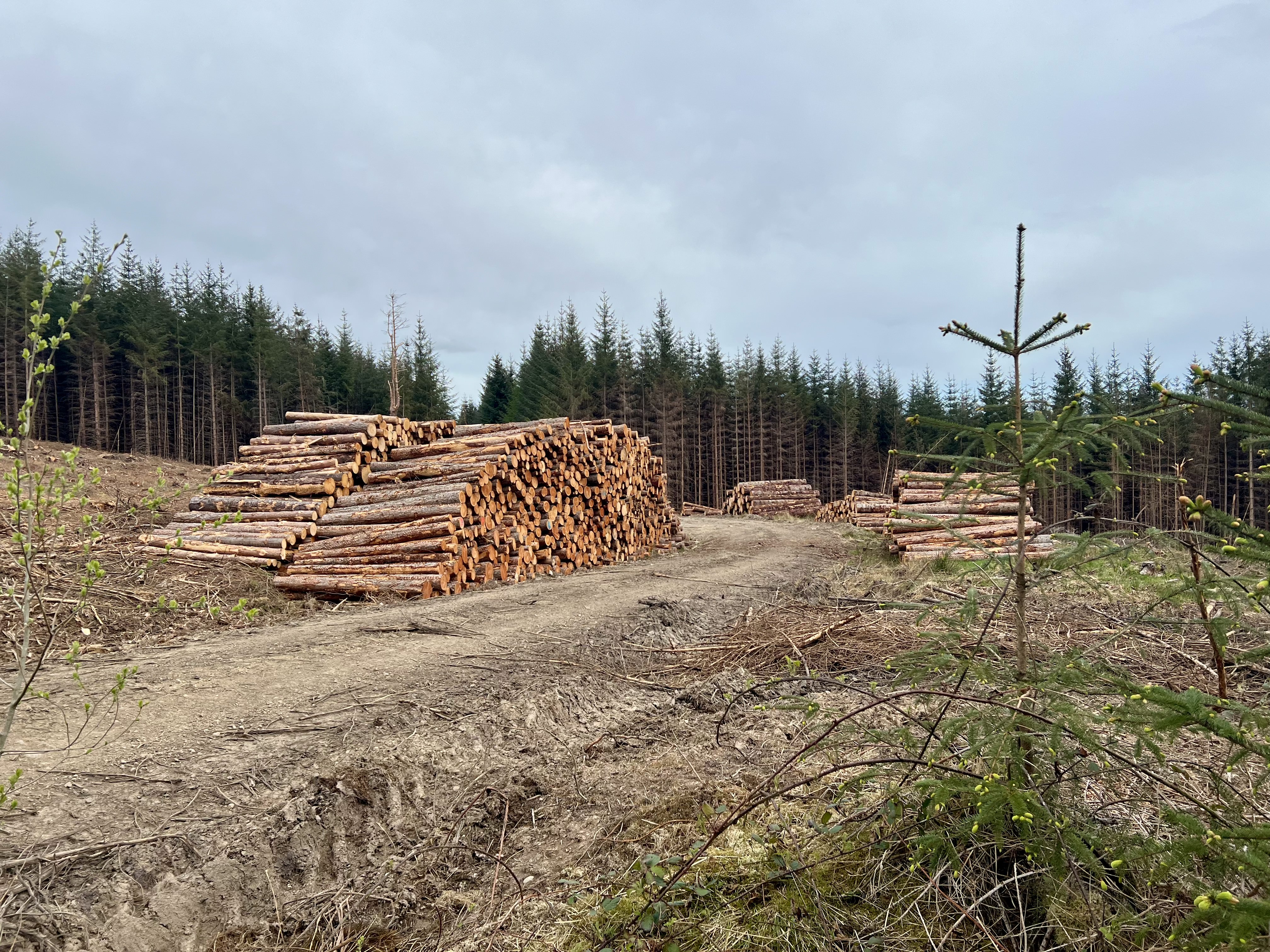 Logs