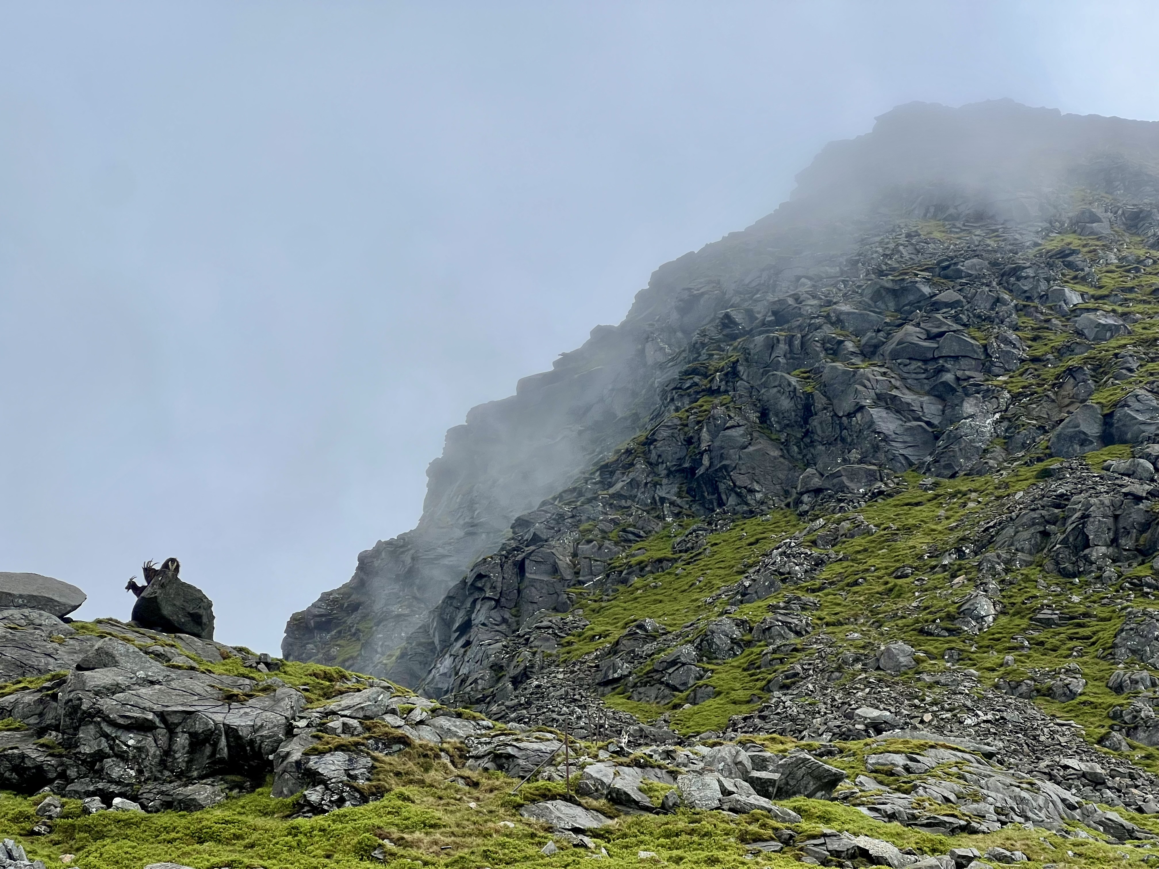 Battling rams