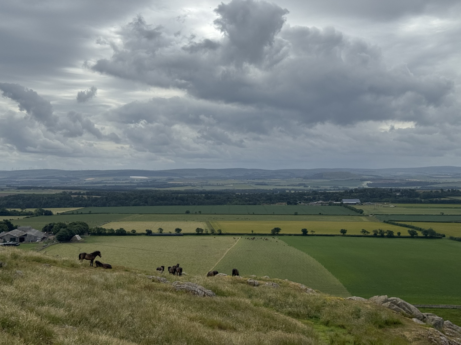 Horses